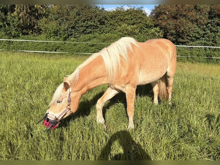 Haflinger Gelding 3 years 15.1 hh Chestnut-Red in Bremervörde
