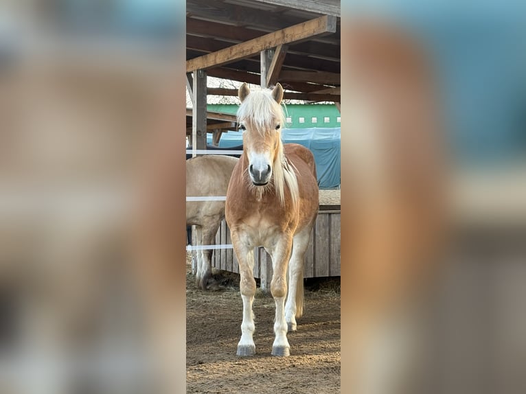 Haflinger Gelding 3 years 15.1 hh Chestnut-Red in Elsoff