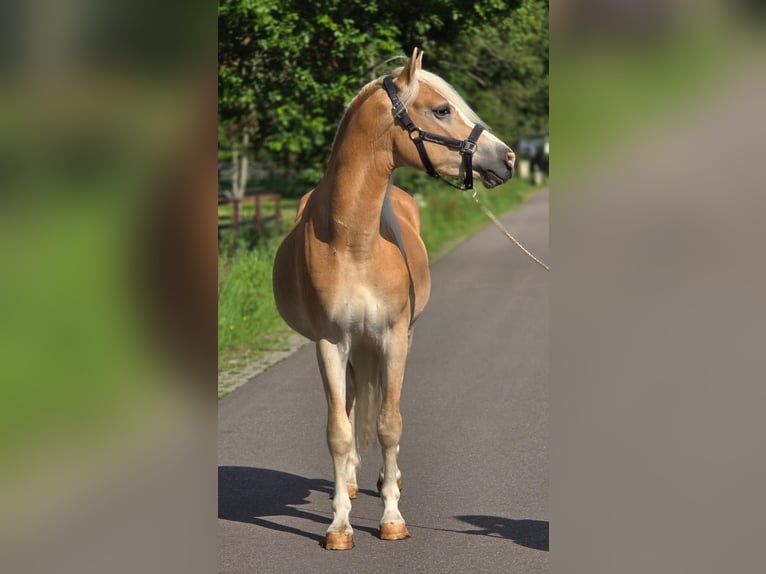 Haflinger Gelding 3 years 15.1 hh  in Someren
