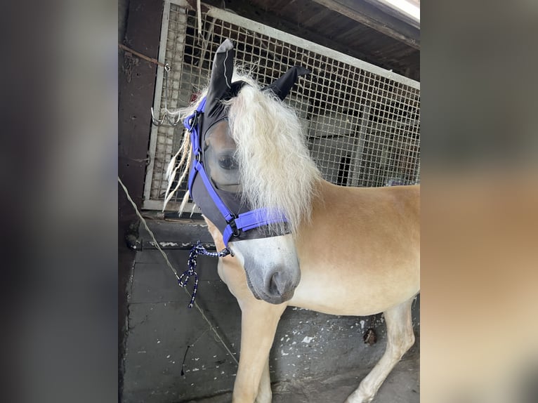 Haflinger Gelding 3 years 15,1 hh in Castrop-Rauxel