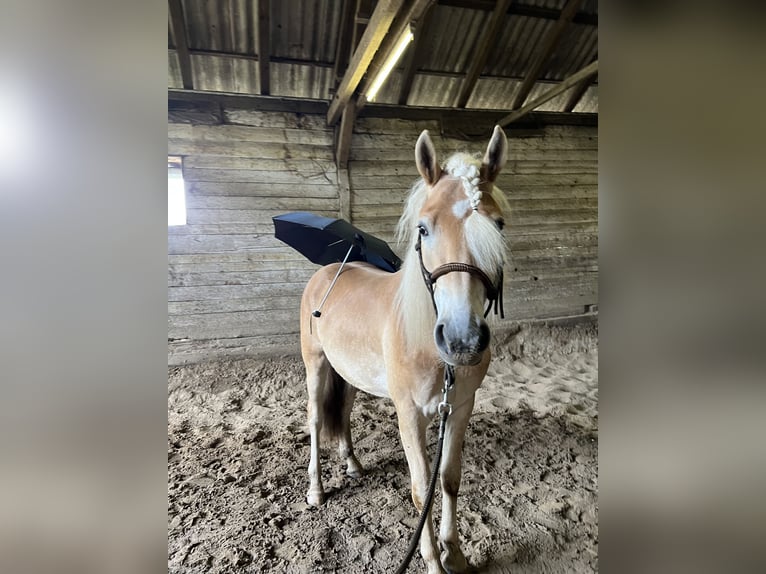 Haflinger Gelding 3 years 15,1 hh in Castrop-Rauxel