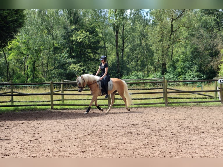 Haflinger Gelding 3 years 15,2 hh in MONTENACH