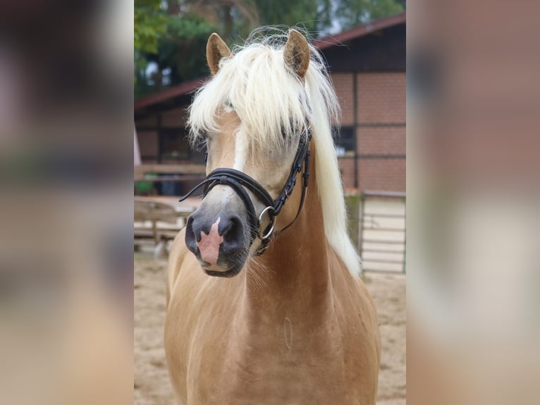 Haflinger Gelding 3 years 15 hh Chestnut-Red in Uelsen