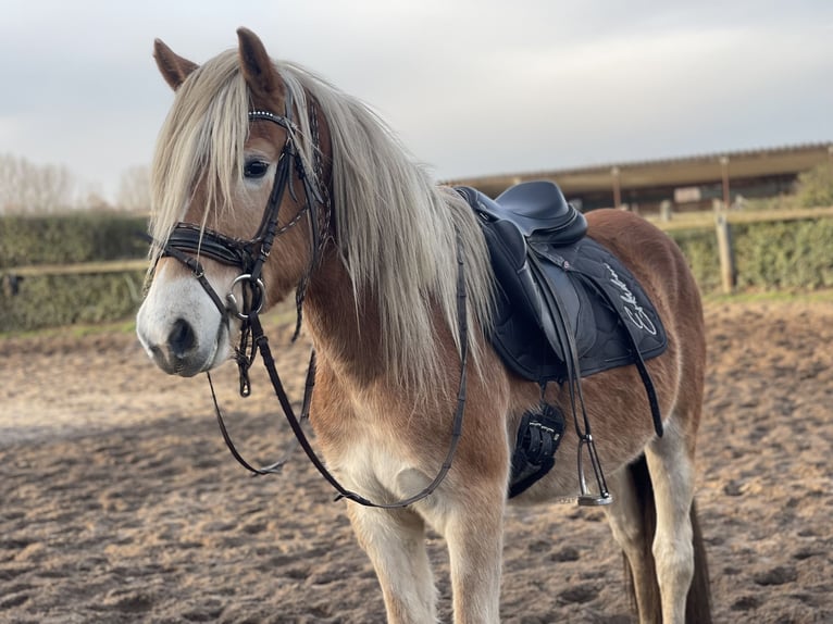 Haflinger Gelding 3 years 15 hh in Trebbin