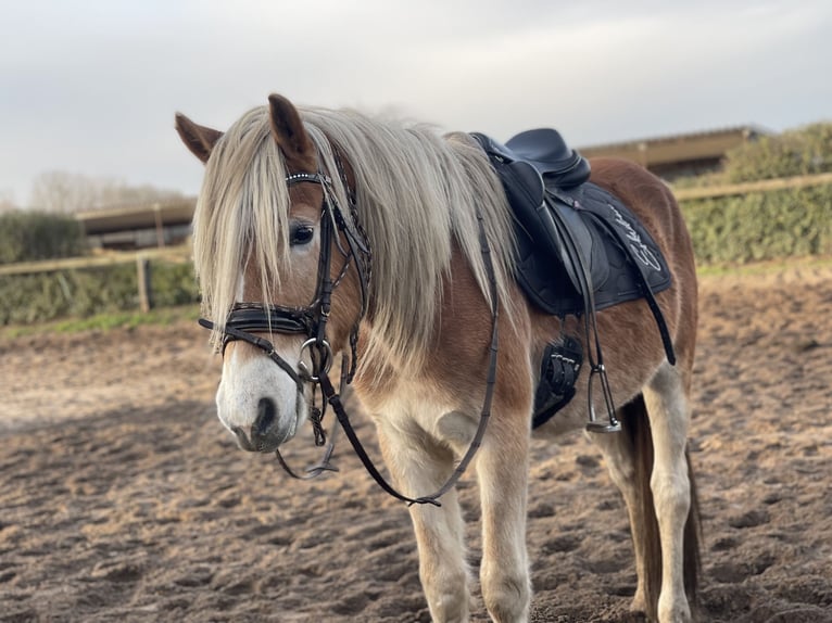 Haflinger Gelding 3 years 15 hh in Trebbin