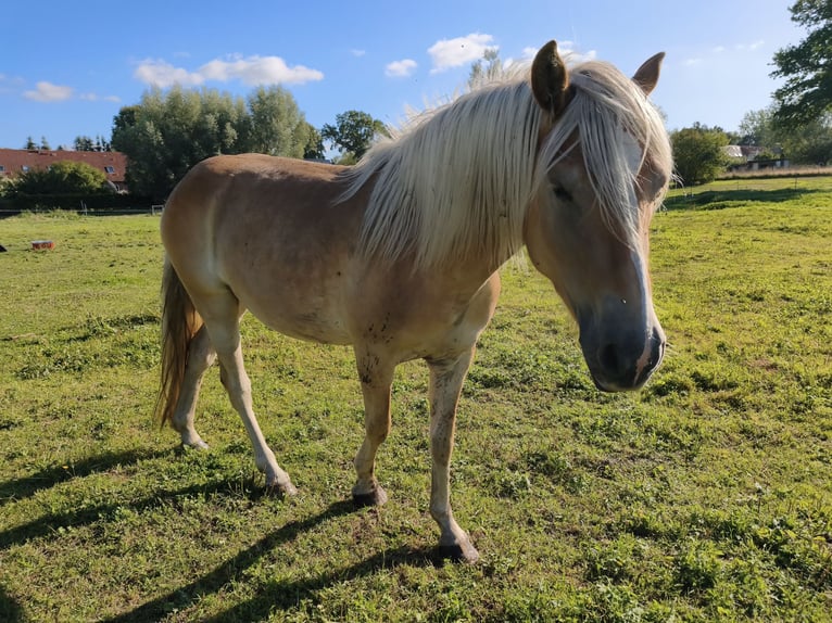 Haflinger Gelding 3 years 15 hh  in Blowatz