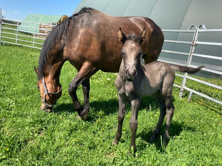 Haflinger Mix Gelding 3 years 15,1 hh Bay-Dark in Waldkirchen
