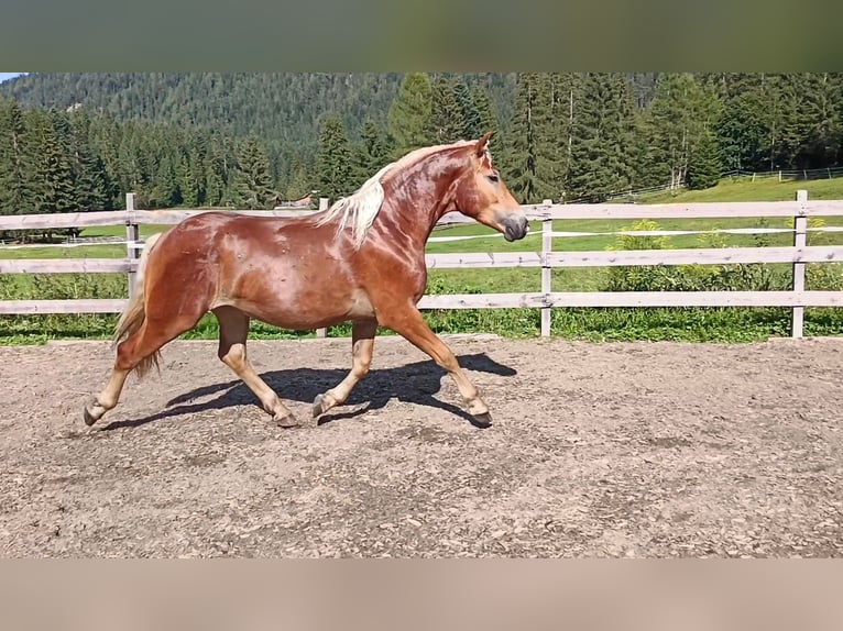 Haflinger Mix Gelding 3 years 15,1 hh Chestnut-Red in Toblaten