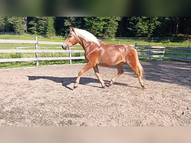 Haflinger Mix Gelding 3 years 15,1 hh Chestnut-Red in Toblaten