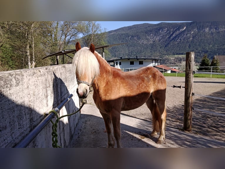 Haflinger Mix Gelding 3 years 15,1 hh Chestnut-Red in Toblaten