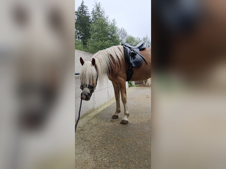 Haflinger Mix Gelding 3 years 15,1 hh Chestnut-Red in Toblaten