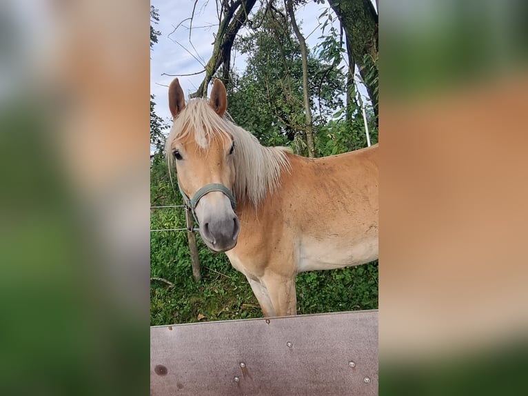 Haflinger Gelding 3 years 15,1 hh Chestnut-Red in Langerringen Haflinger Gelding 3 years 15,1 hh Chestnut-Red in Langerringen