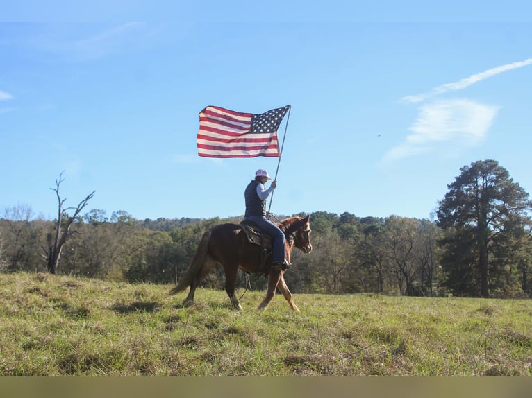 Haflinger Gelding 3 years Chestnut in RUsk TX