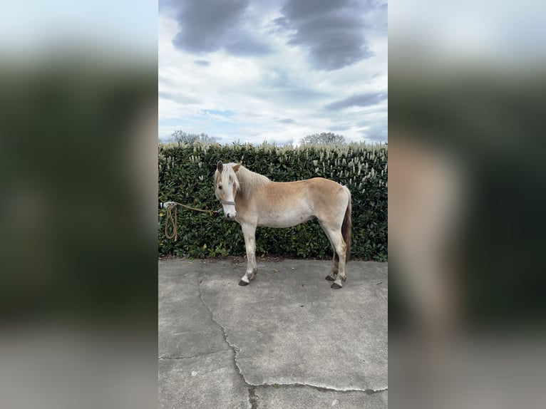 Haflinger Gelding 3 years  in Hopsten