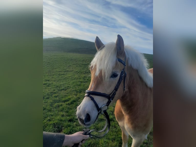 Haflinger Gelding 4 years 14.1 hh Chestnut-Red in Rettenbach am Auerberg