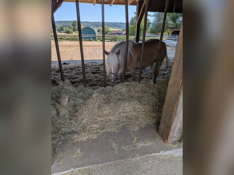 Haflinger Gelding 4 years 14.1 hh Chestnut-Red in Seubersdorf in der Oberpfalz