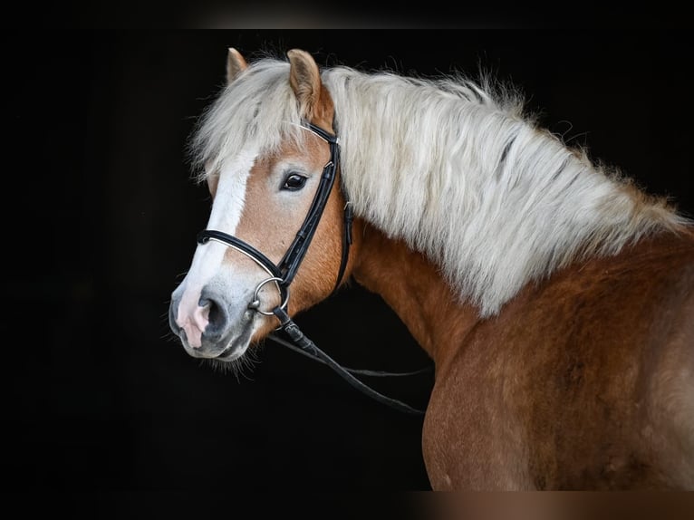 Haflinger Gelding 4 years 14,1 hh Chestnut-Red in Chur