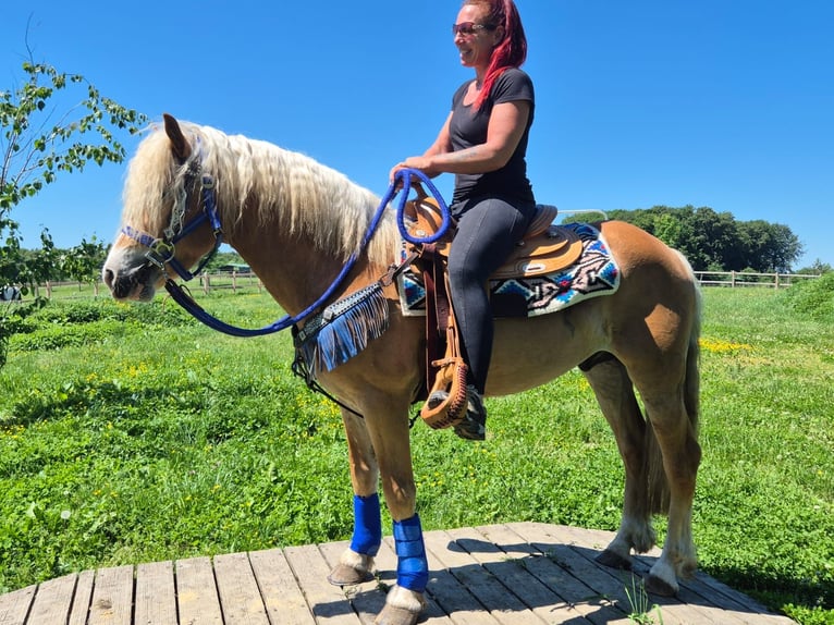 Haflinger Gelding 4 years 14.1 hh Chestnut-Red in Linkenbach