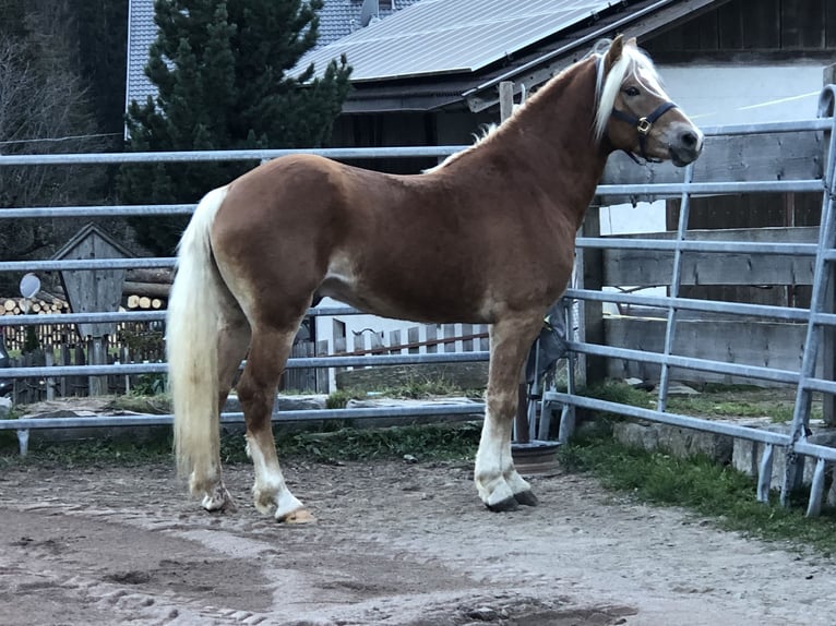 Haflinger Gelding 4 years 14,1 hh Chestnut-Red in Mainbernheim