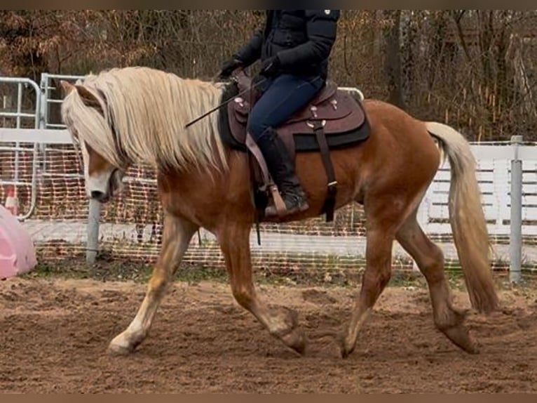 Haflinger Gelding 4 years 14,1 hh Chestnut-Red in Mainbernheim