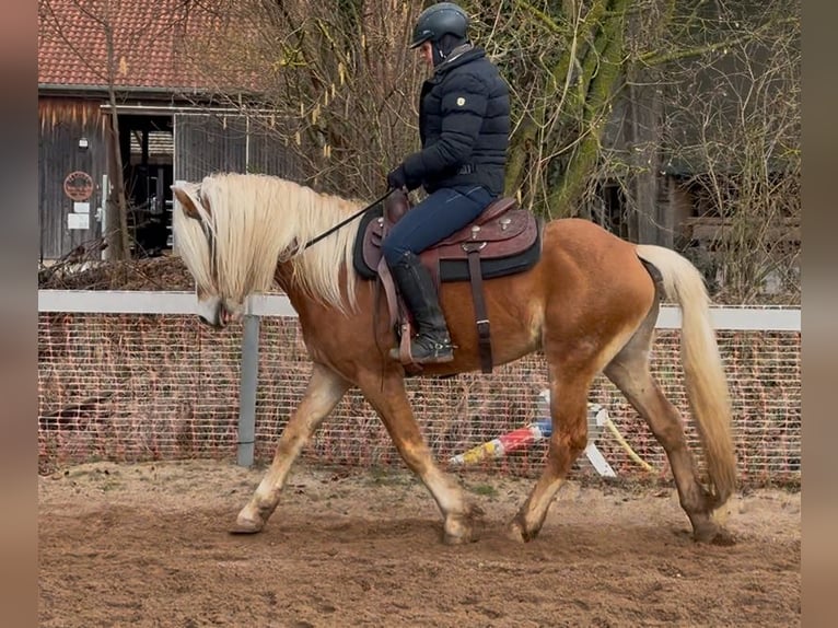 Haflinger Gelding 4 years 14,1 hh Chestnut-Red in Mainbernheim