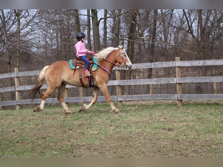 Haflinger Gelding 4 years 14,1 hh Chestnut in Howell MI