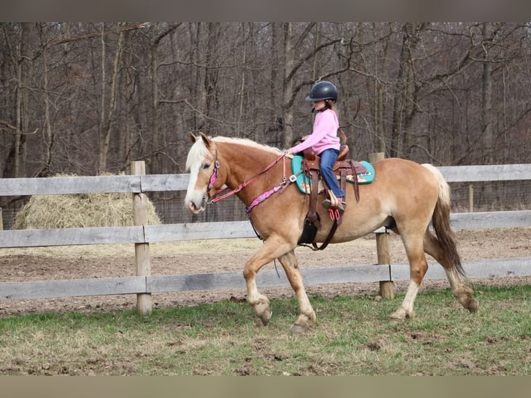 Haflinger Gelding 4 years 14,1 hh Chestnut in Howell MI