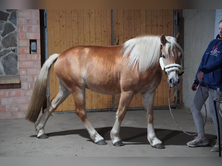 Haflinger Gelding 4 years 14.1 hh  in Treuenbrietzen