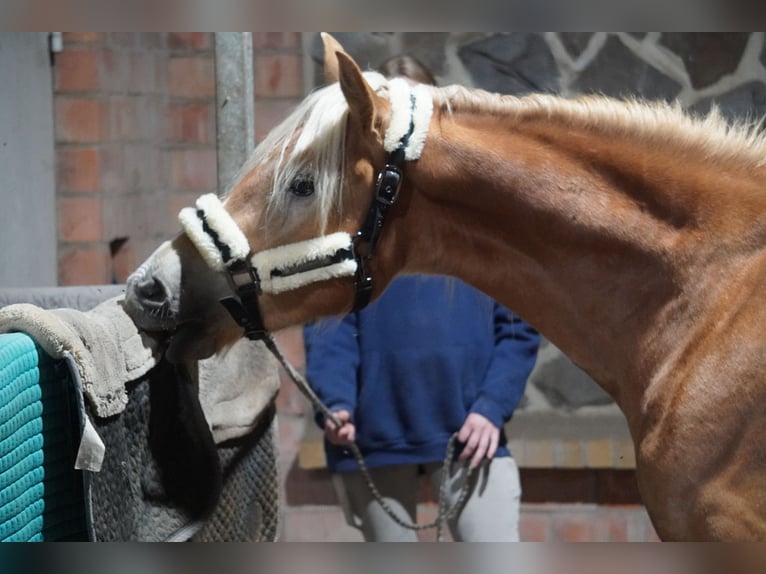 Haflinger Gelding 4 years 14.1 hh  in Treuenbrietzen
