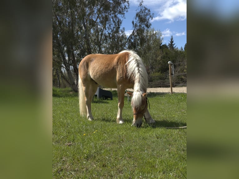 Haflinger Gelding 4 years 14,1 hh in laudun l&#39;ardoise