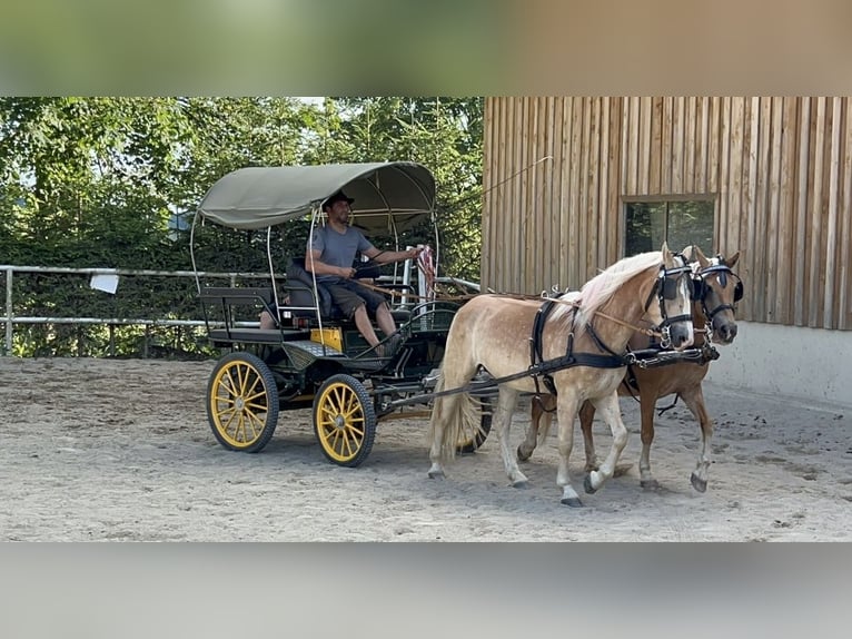 Haflinger Gelding 4 years 14,1 hh Palomino in St.oswald Bei Fr