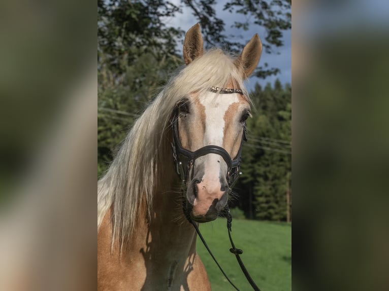 Haflinger Gelding 4 years 14,1 hh Palomino in St.oswald Bei Fr