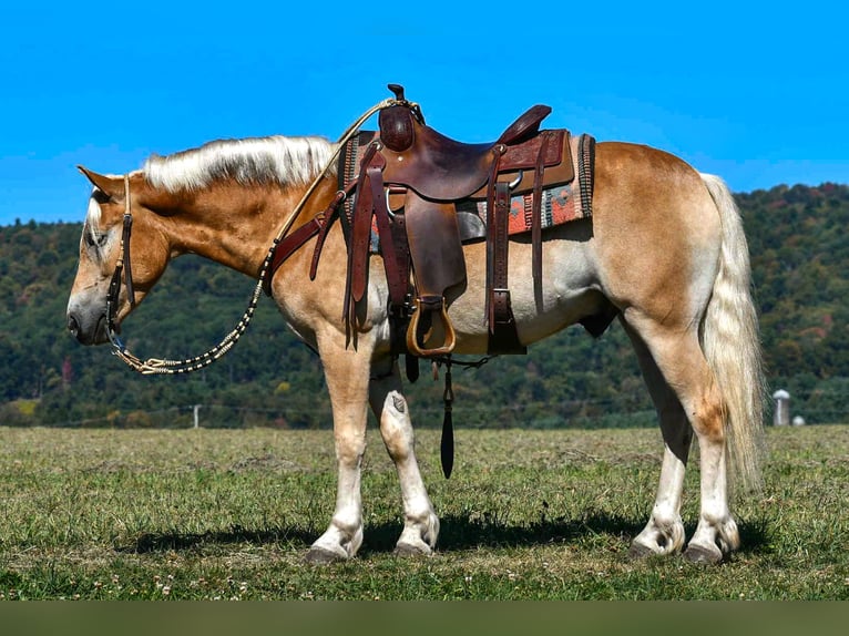 Haflinger Gelding 4 years 14,1 hh in Rebersburg, PA