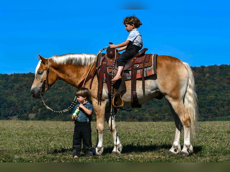 Haflinger Gelding 4 years 14,1 hh in Rebersburg, PA
