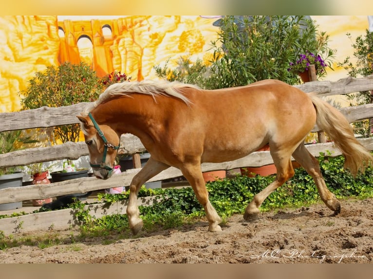 Haflinger Gelding 4 years 14,2 hh Brown-Light in Brandis