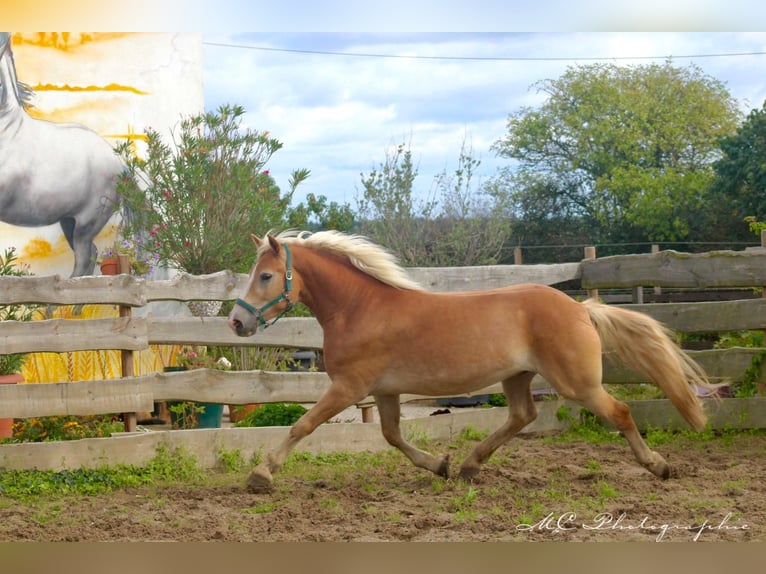 Haflinger Gelding 4 years 14,2 hh Brown-Light in Brandis