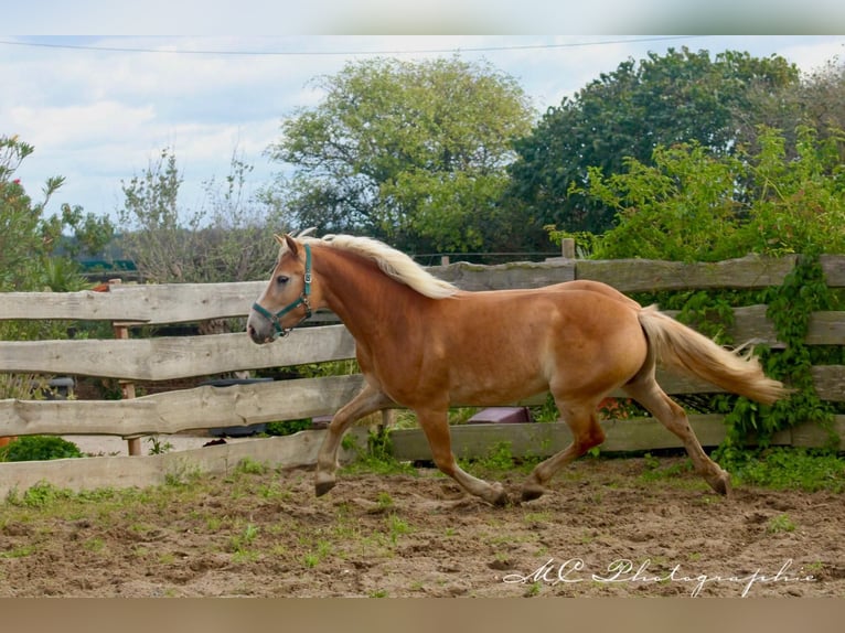 Haflinger Gelding 4 years 14,2 hh Brown-Light in Brandis