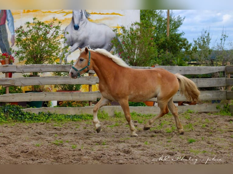 Haflinger Gelding 4 years 14,2 hh Brown-Light in Brandis