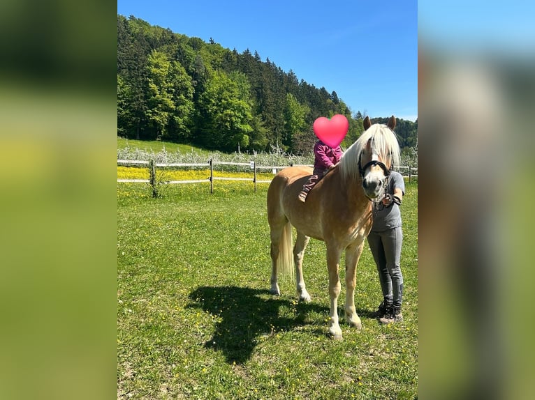 Haflinger Gelding 4 years 14.2 hh Chestnut-Red in Deggenhausertal