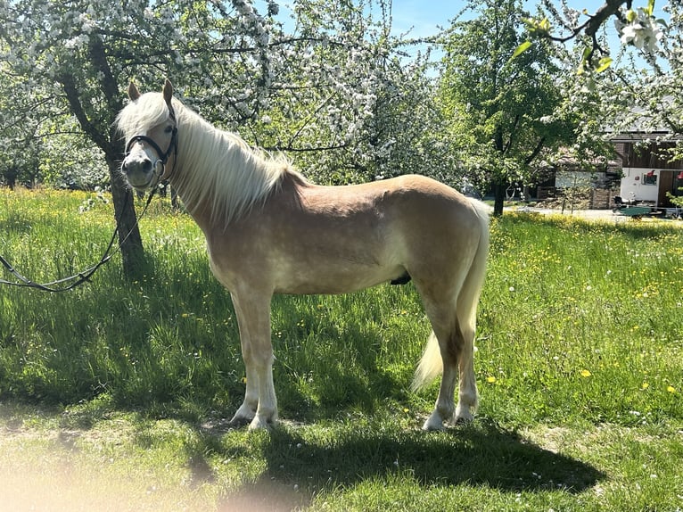 Haflinger Gelding 4 years 14.2 hh Chestnut-Red in Deggenhausertal