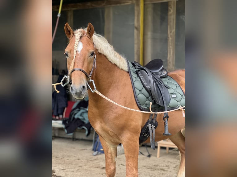 QHP Cravache d'équitation Veerle Soft Pink - Equestrian Gierman