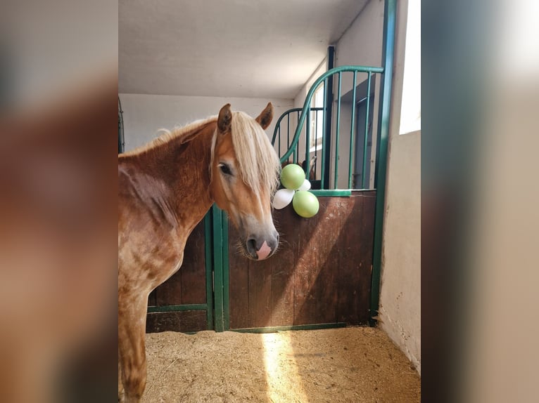 Haflinger Gelding 4 years 14,2 hh Chestnut-Red in Geretsberg