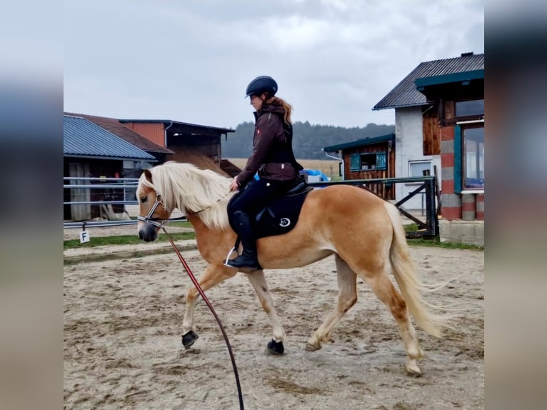 Haflinger Gelding 4 years 14,2 hh Chestnut-Red in Geretsberg