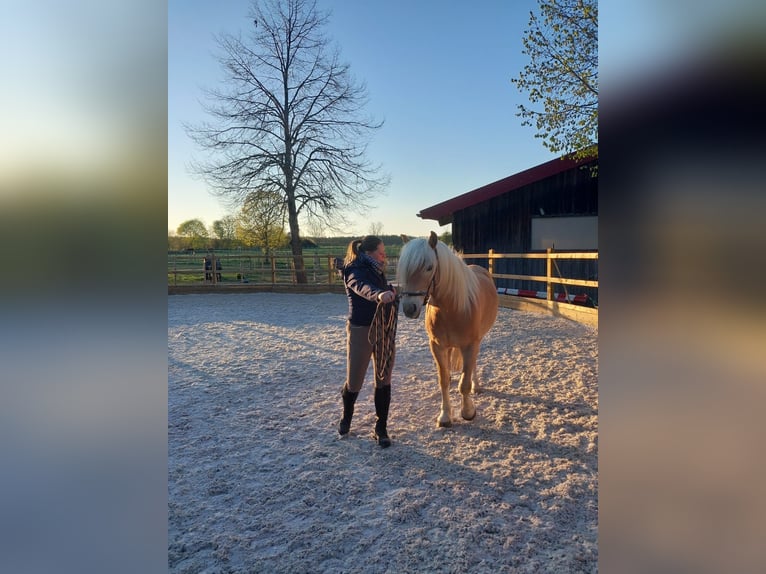 Haflinger Gelding 4 years 14.2 hh Chestnut-Red in Oberostendorf