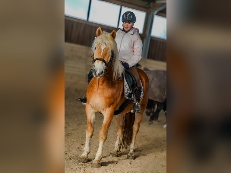 Haflinger Gelding 4 years 14,2 hh Chestnut-Red in Mold