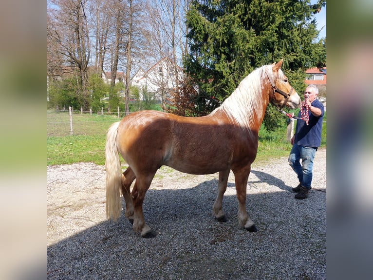 Haflinger Gelding 4 years 14.2 hh Chestnut-Red in Moorenweis