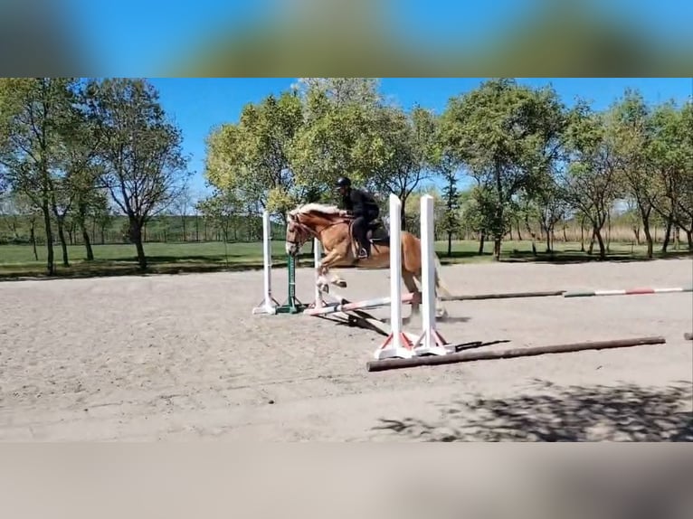 Haflinger Mix Gelding 4 years 14.2 hh Chestnut-Red in neu Gaarz