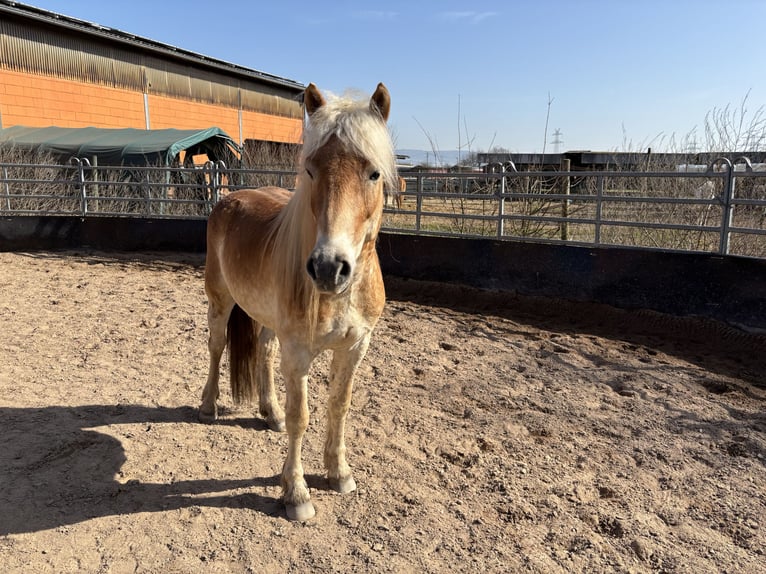 Haflinger Gelding 4 years 14.2 hh Chestnut-Red in Oftersheim