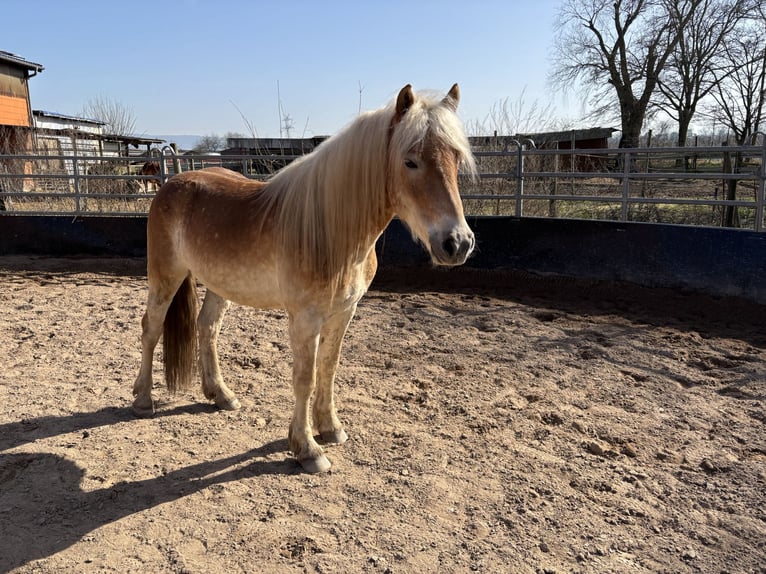 Haflinger Gelding 4 years 14.2 hh Chestnut-Red in Oftersheim