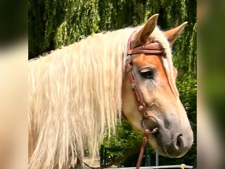 Haflinger Gelding 4 years 14,2 hh Chestnut-Red in Bayerbach